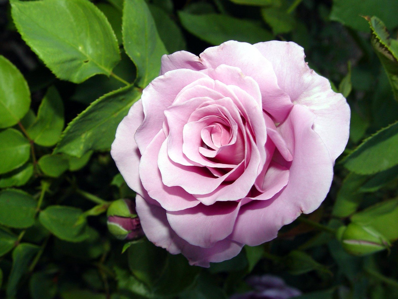 a pink rose with green leaves is open