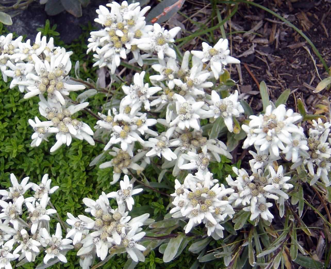a cluster of white flowers blooming amongst green plants