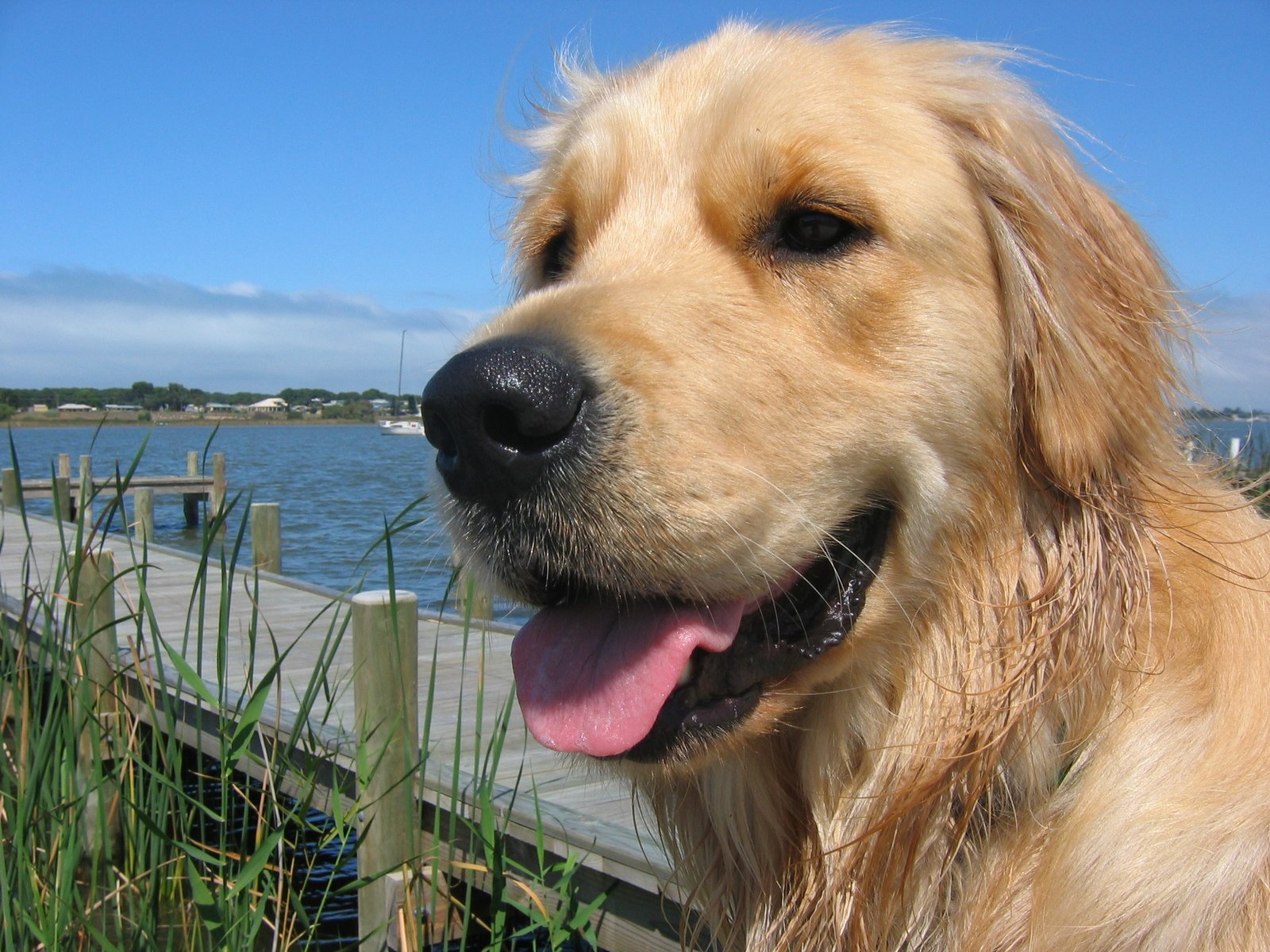 a big golden dog sitting by a water's edge