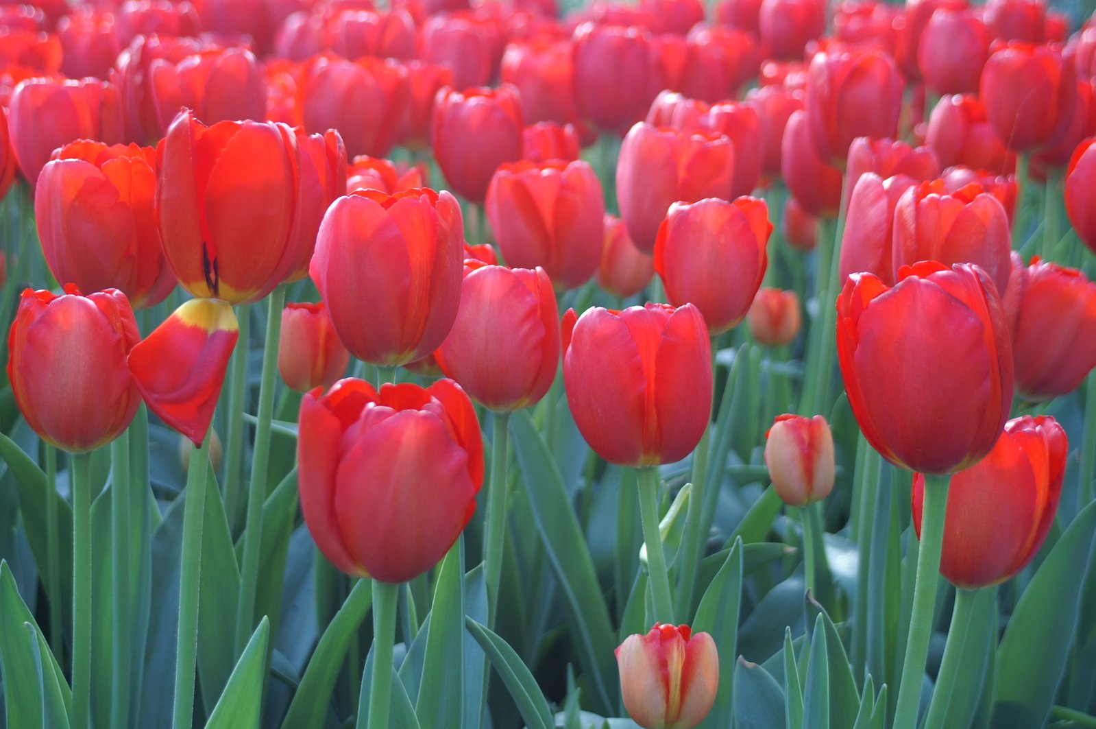 the field of red tulips are in full bloom