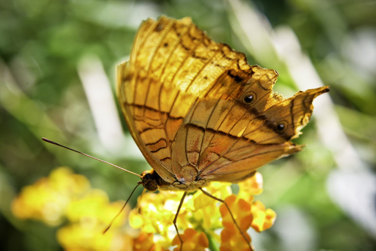 a erfly that is sitting on top of flowers