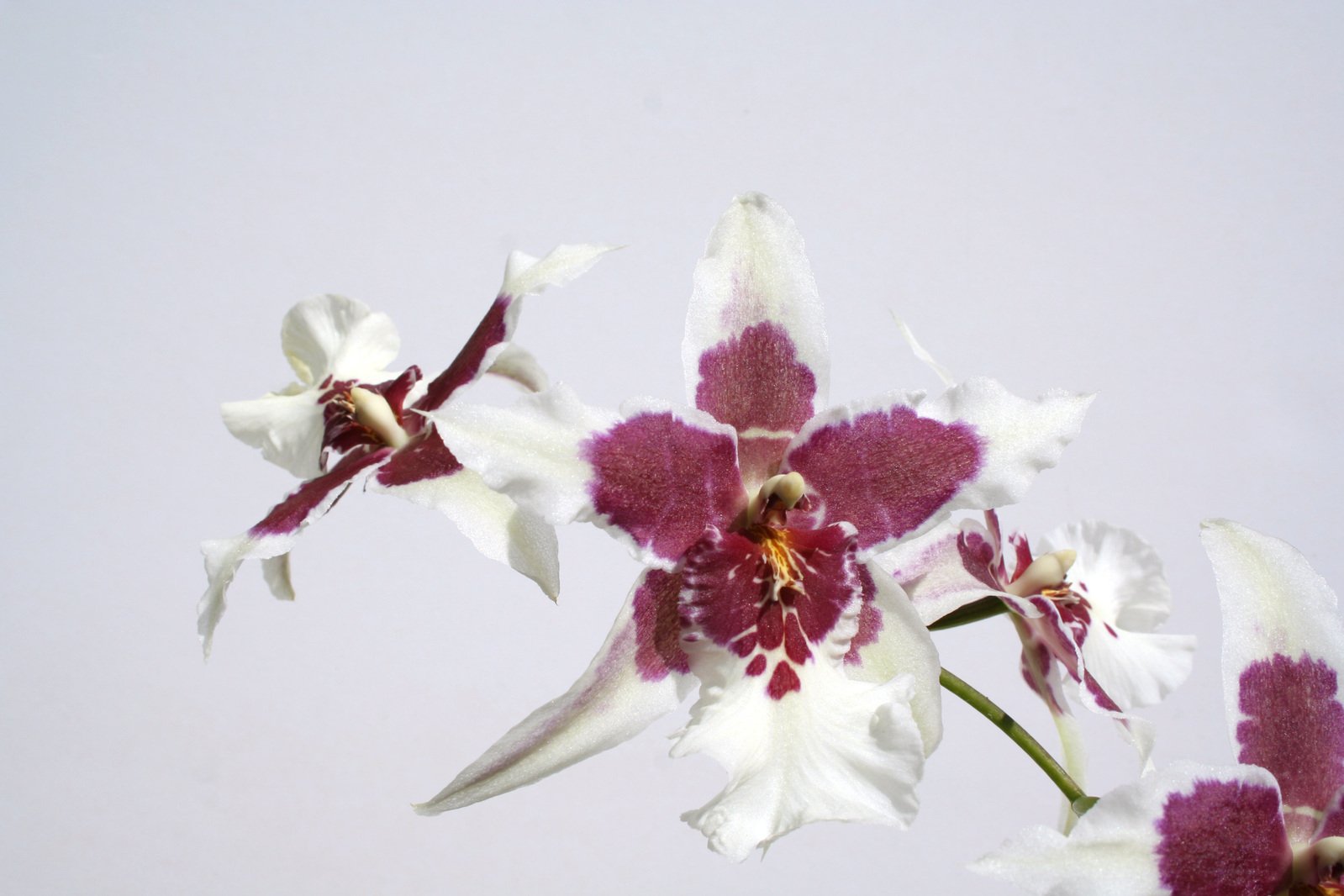 a group of white and pink orchids against a grey background