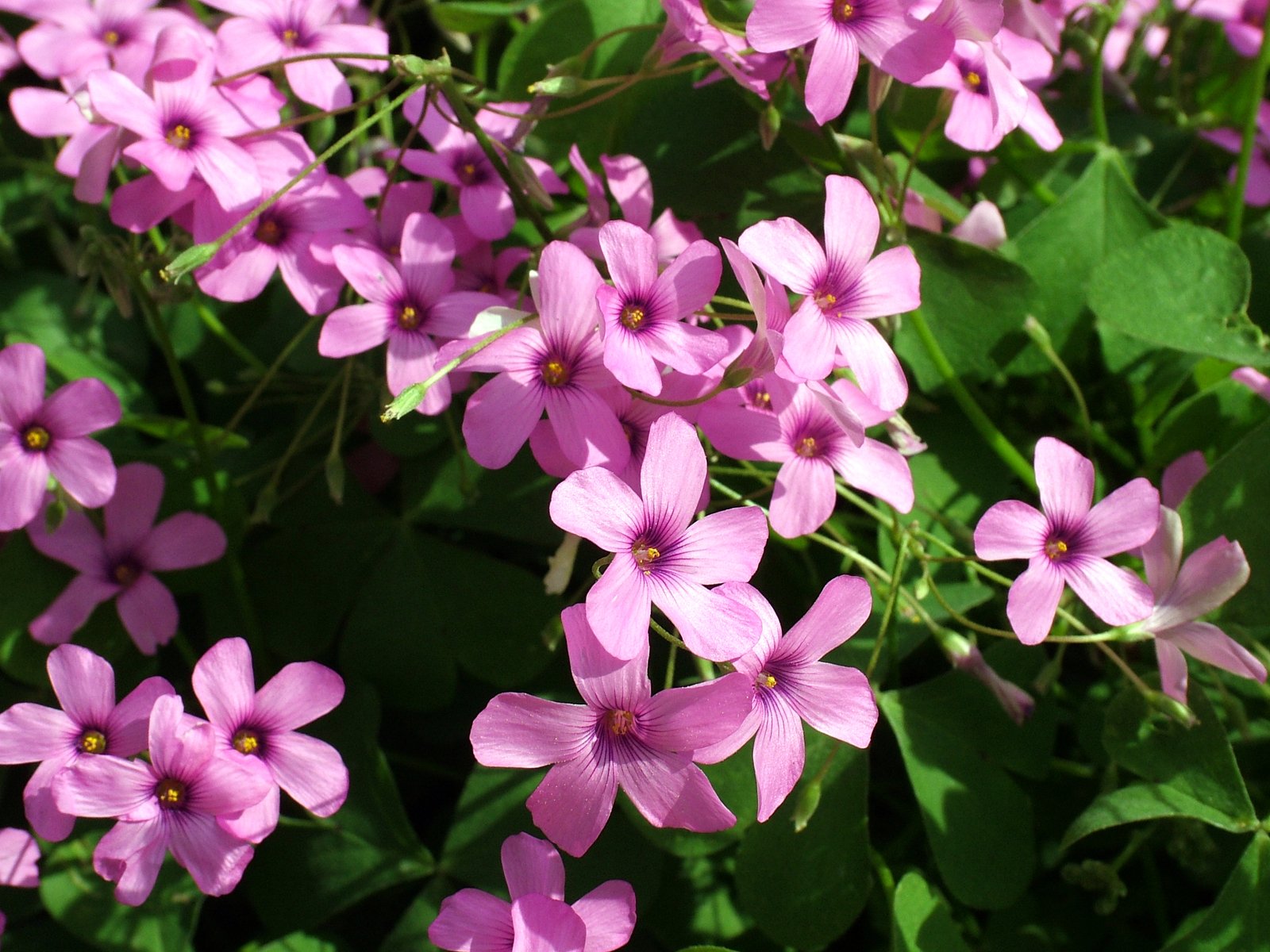 pink flowers and green leaves growing on a sunny day