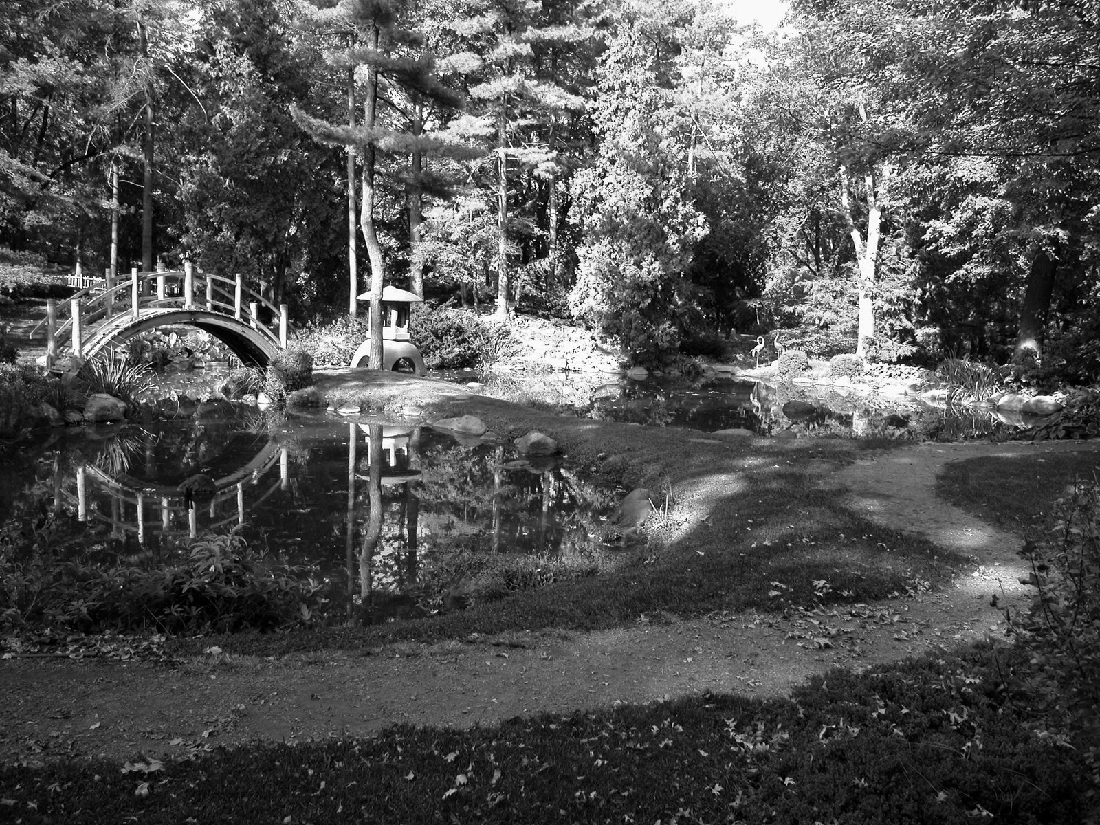 a pond in the middle of a forest