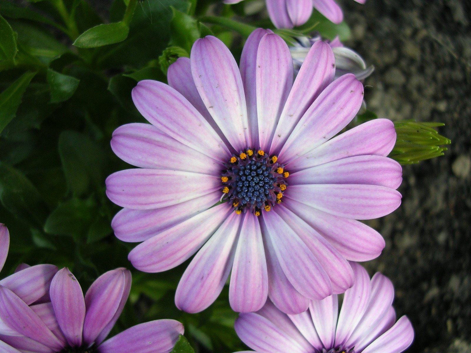 the very pretty flowers have their petals almost back