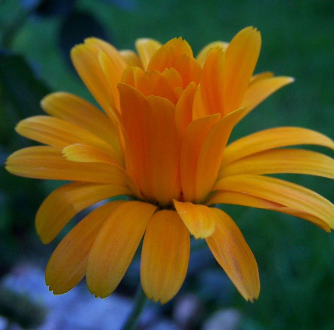 an orange flower is growing on a grass field