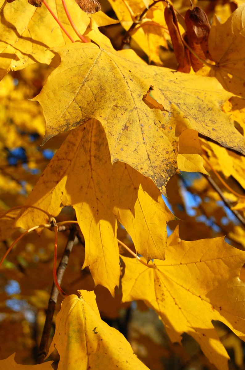 the leaves of this tree are yellow in the fall