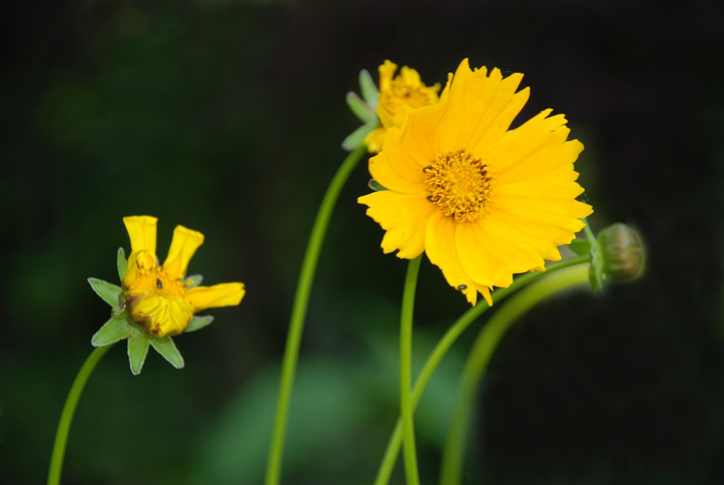 two bright yellow flowers are next to each other