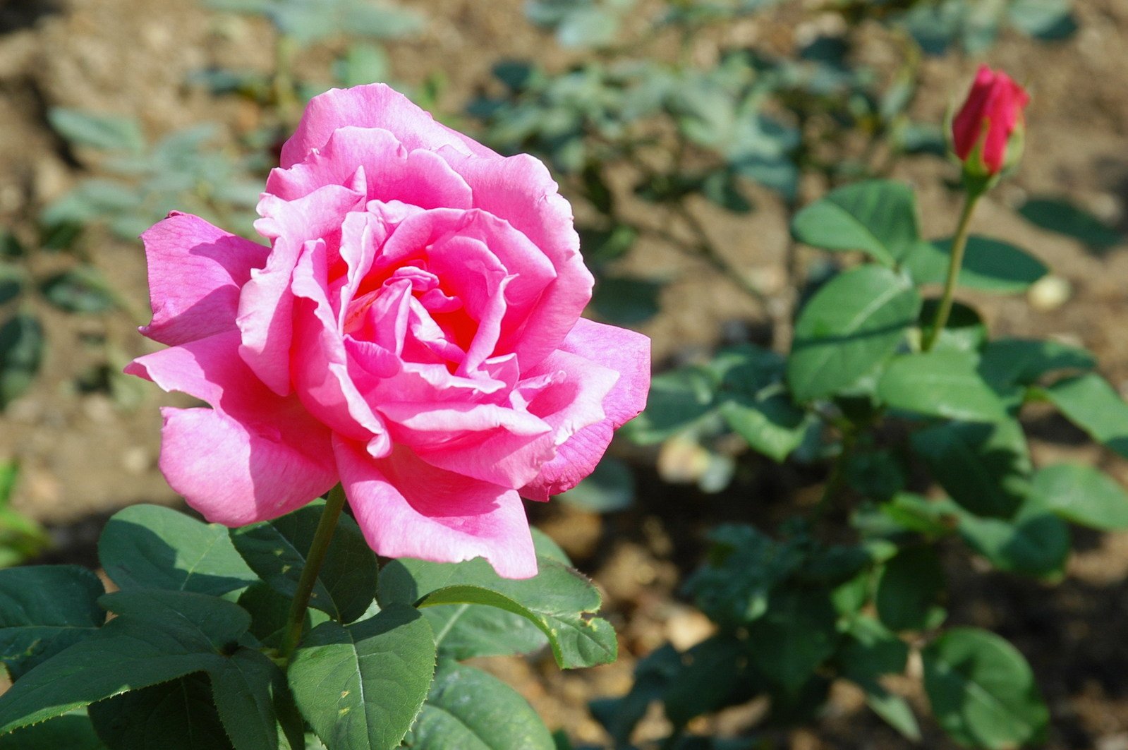 a pink rose growing in a garden area