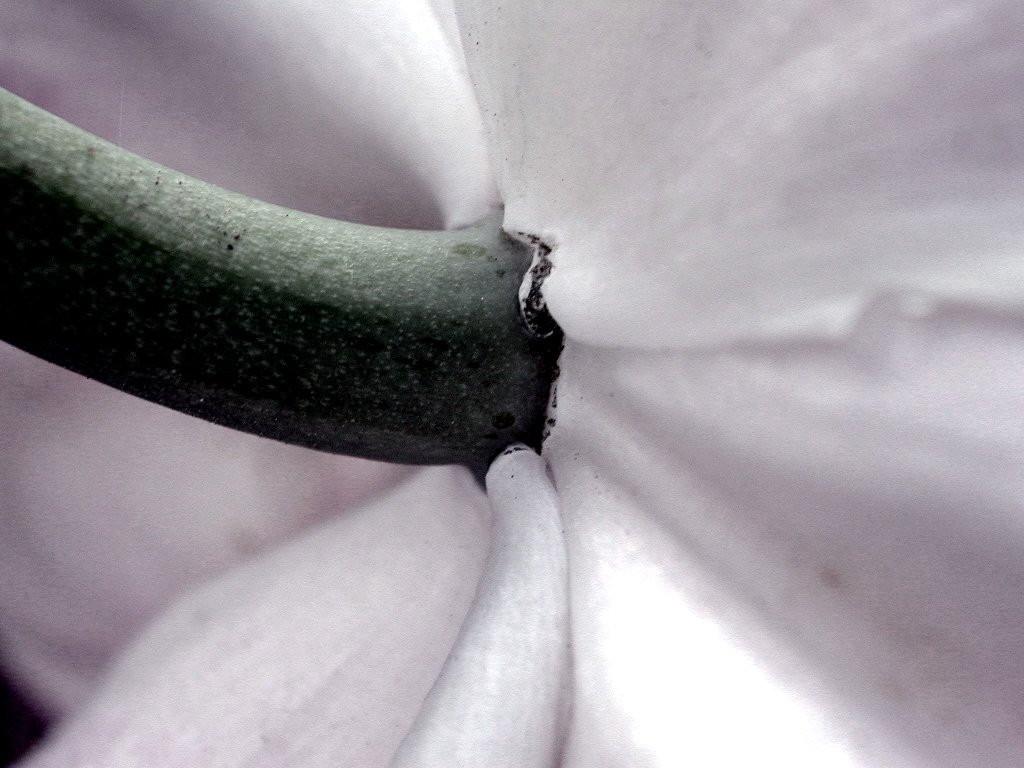 a close up s of a banana in the center of some flowers