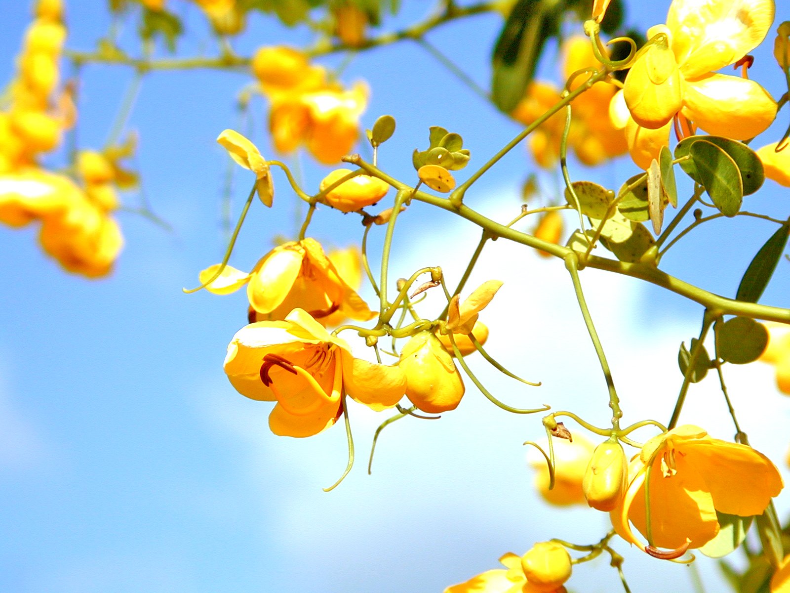 a tree filled with lots of yellow flowers