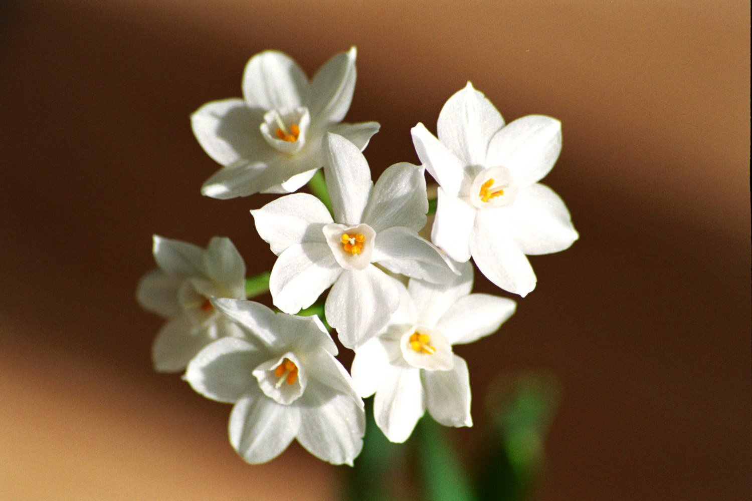 white flowers that are growing in a vase