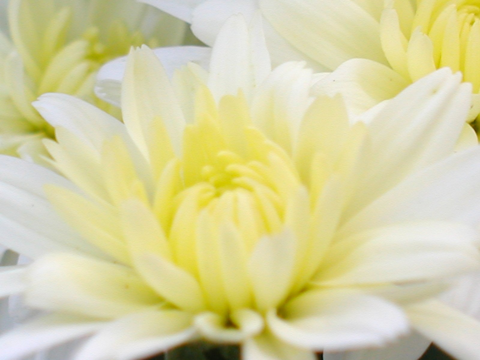 an arrangement of flowers with many petals, including one large white daisy