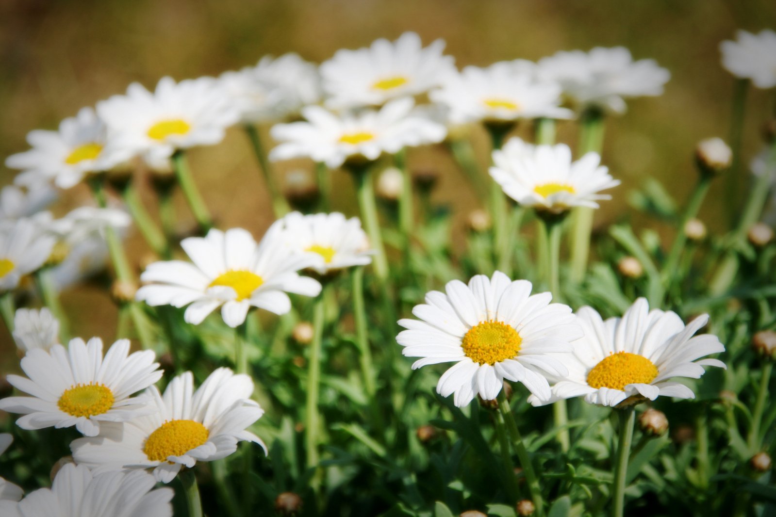 white daisy's with yellow centers stand out in a field