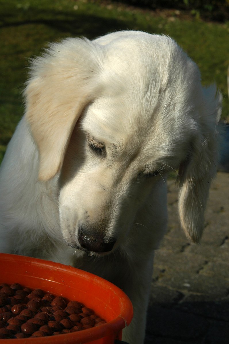 a white dog in front of a bowl of food