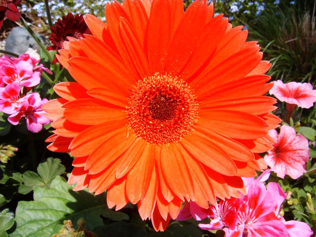 a big flower that is sitting in the middle of some plants