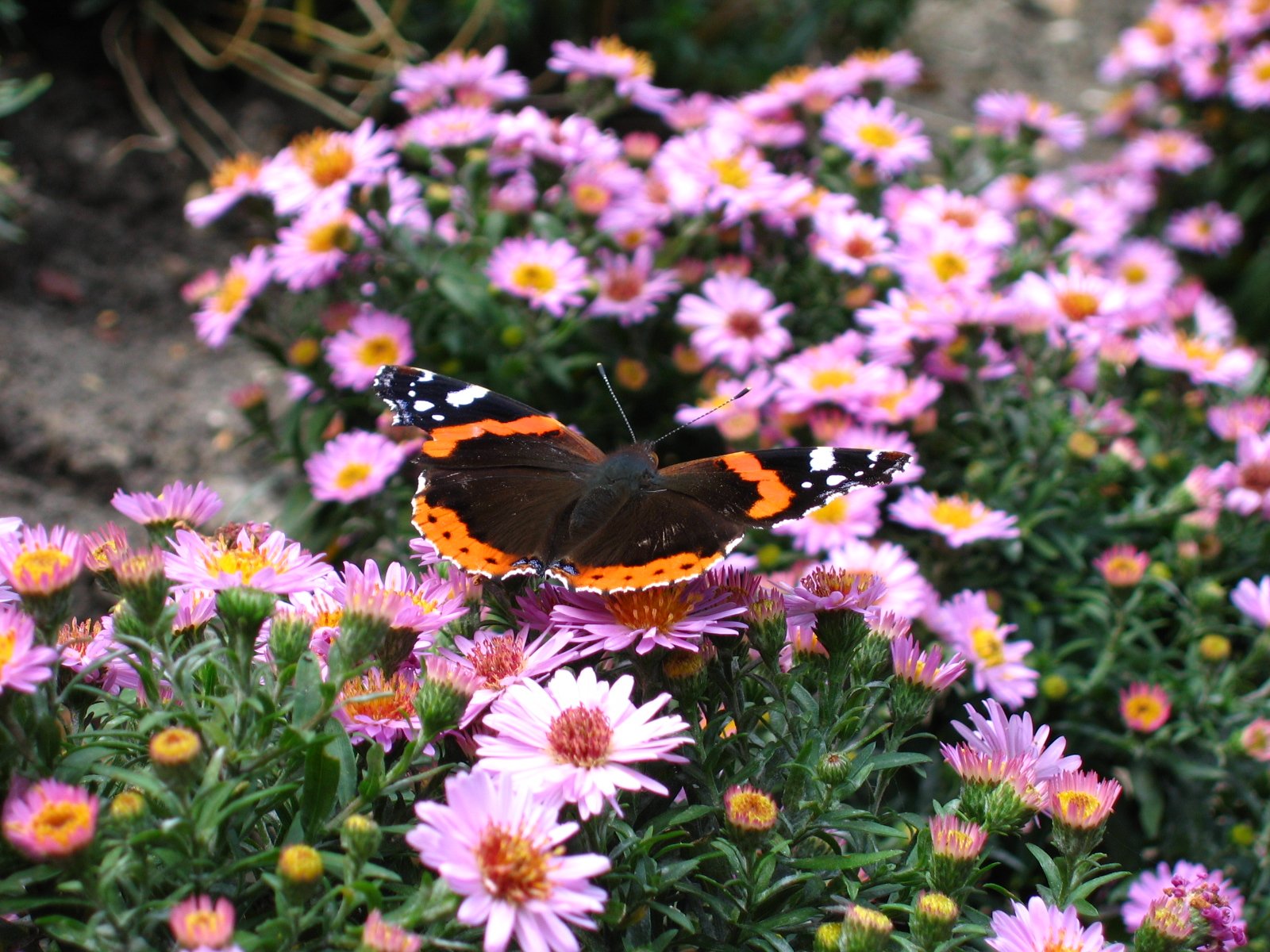 a black and orange erfly in a flower garden