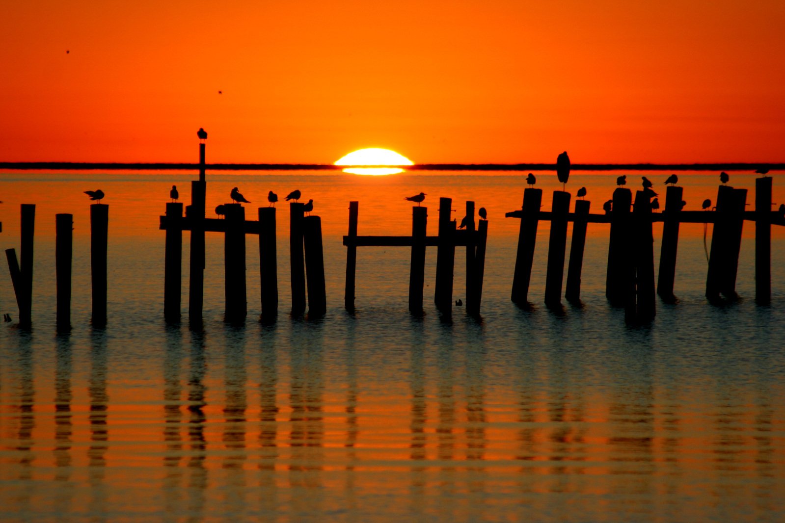 there are some birds sitting on the posts in the water