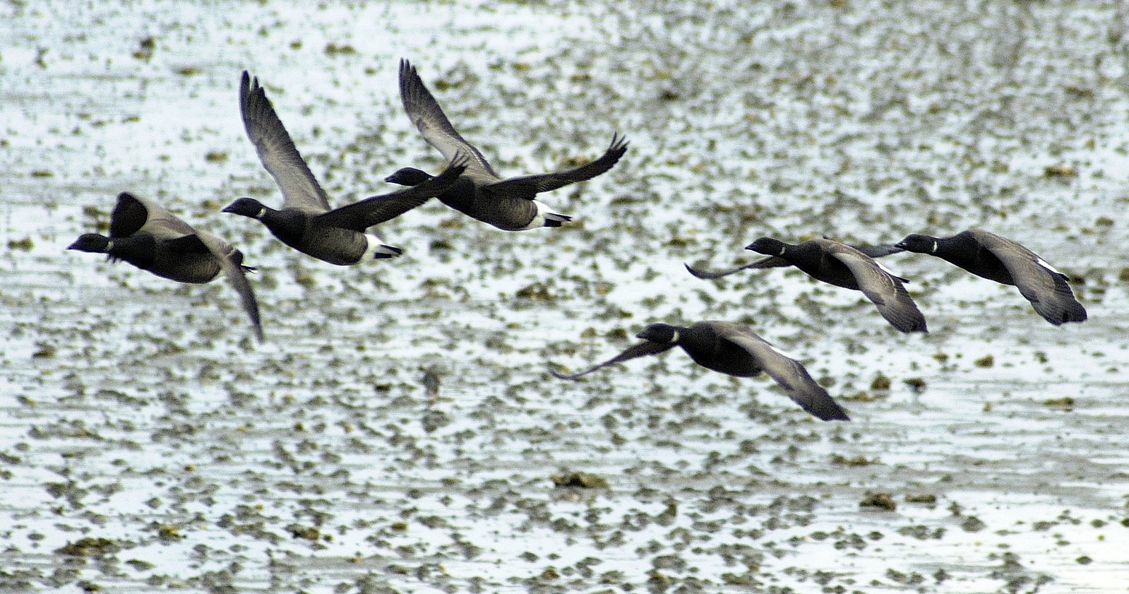 several birds are flying over the sand in the water
