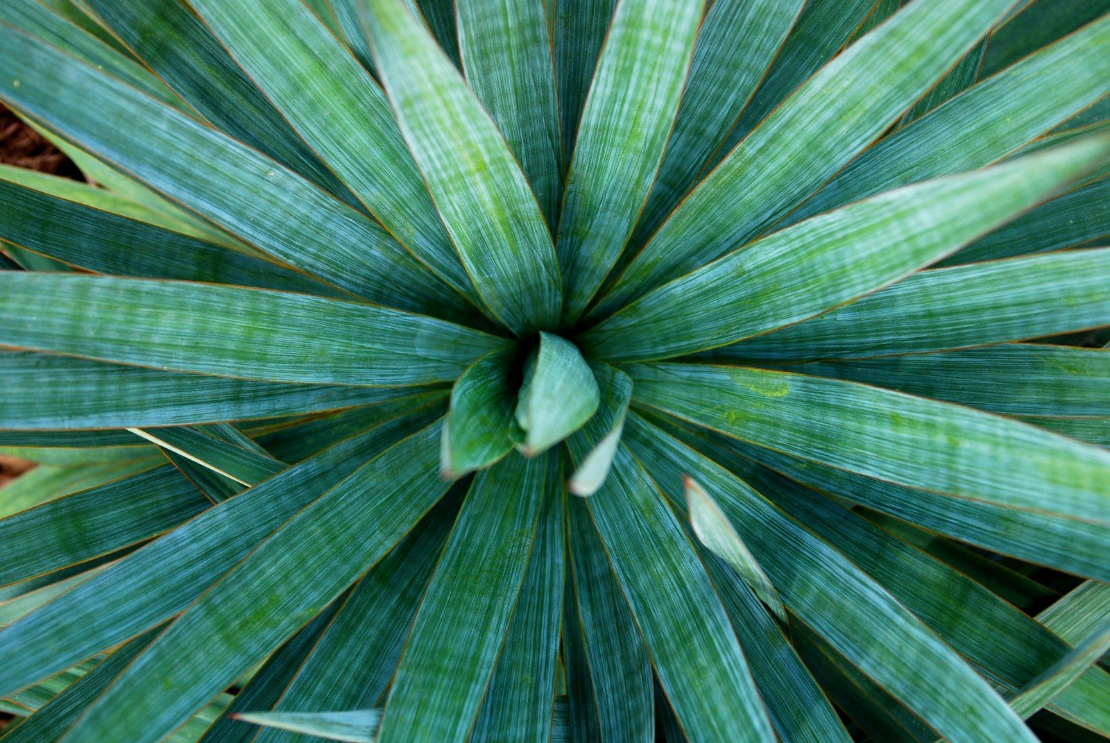 the green leafy plant has large leaves