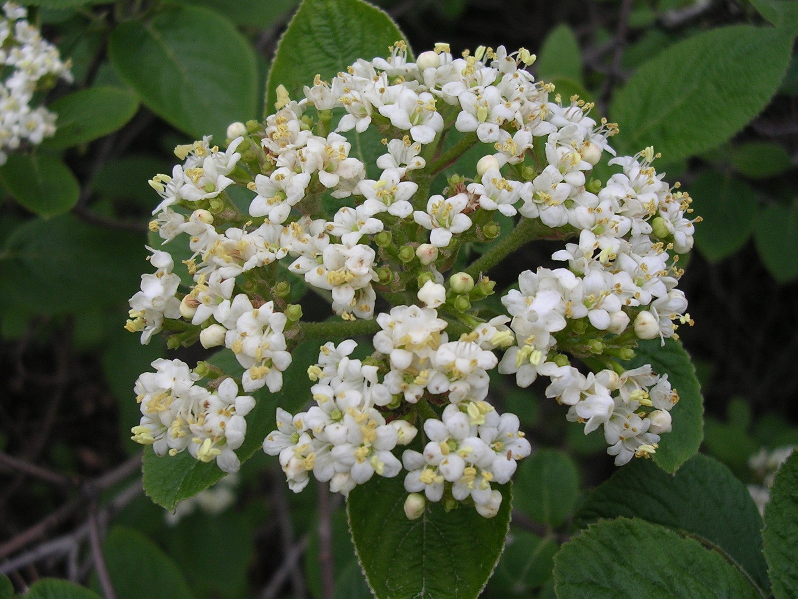 a large cluster of flowers growing from a nch