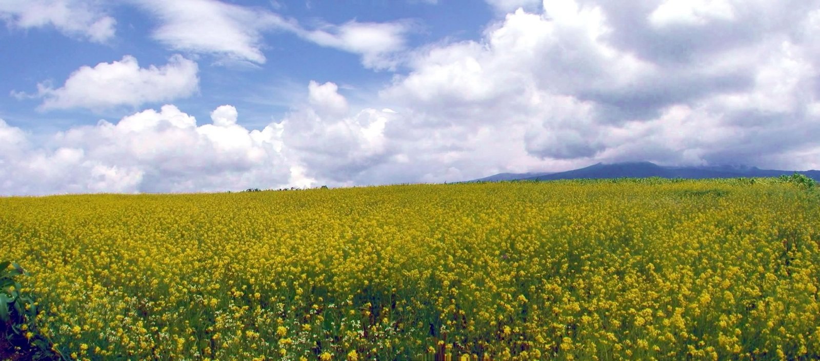 yellow flowers growing in the middle of a field