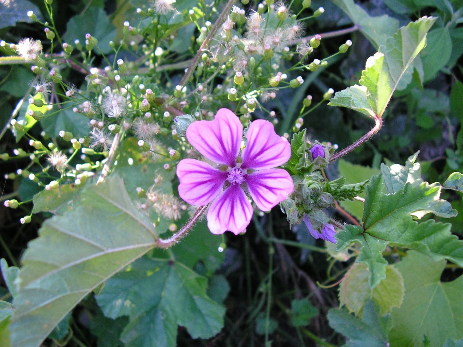 a purple flower is blooming near green leaves