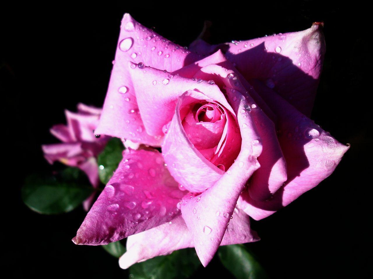 a pink rose with water drops on its petals