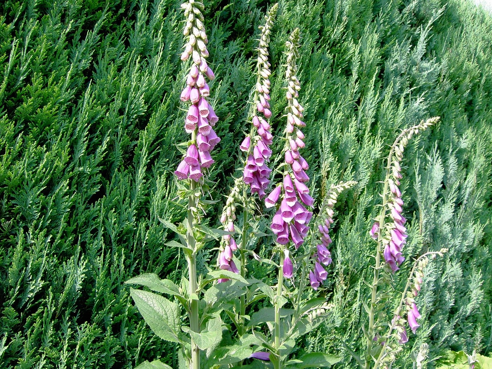 a plant with purple flowers near a fence