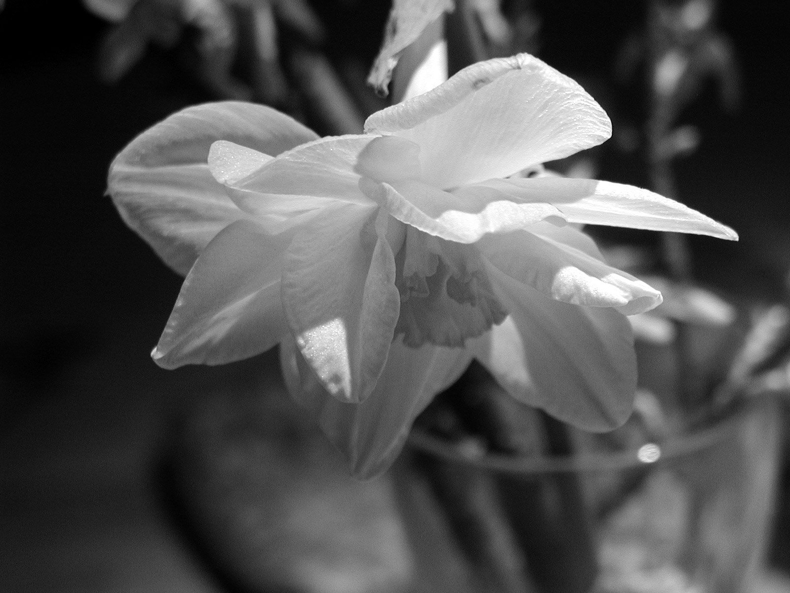 small clear vase filled with flowers sitting on the ground