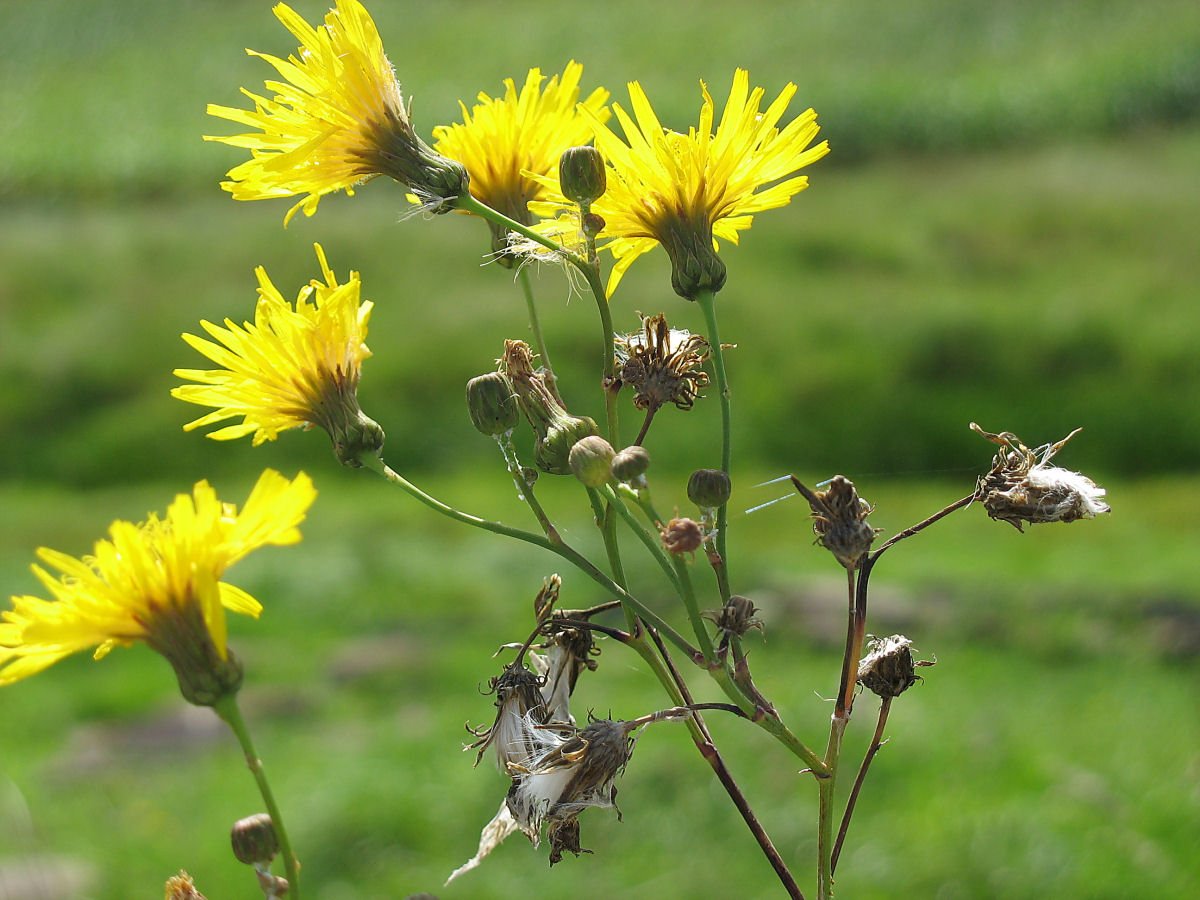 the yellow dandelions grow in front of green grass