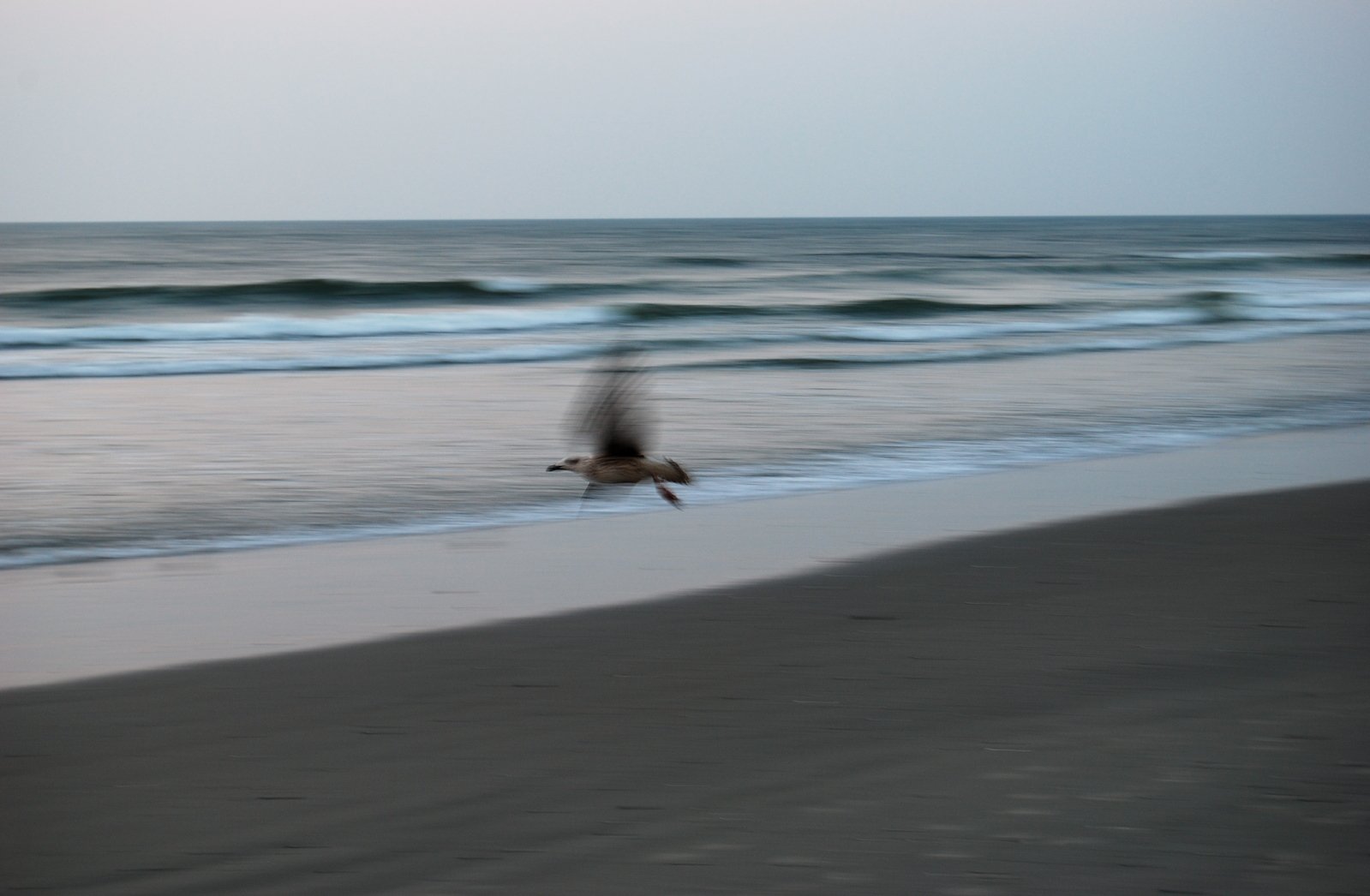 two birds flying over the beach in front of a body of water