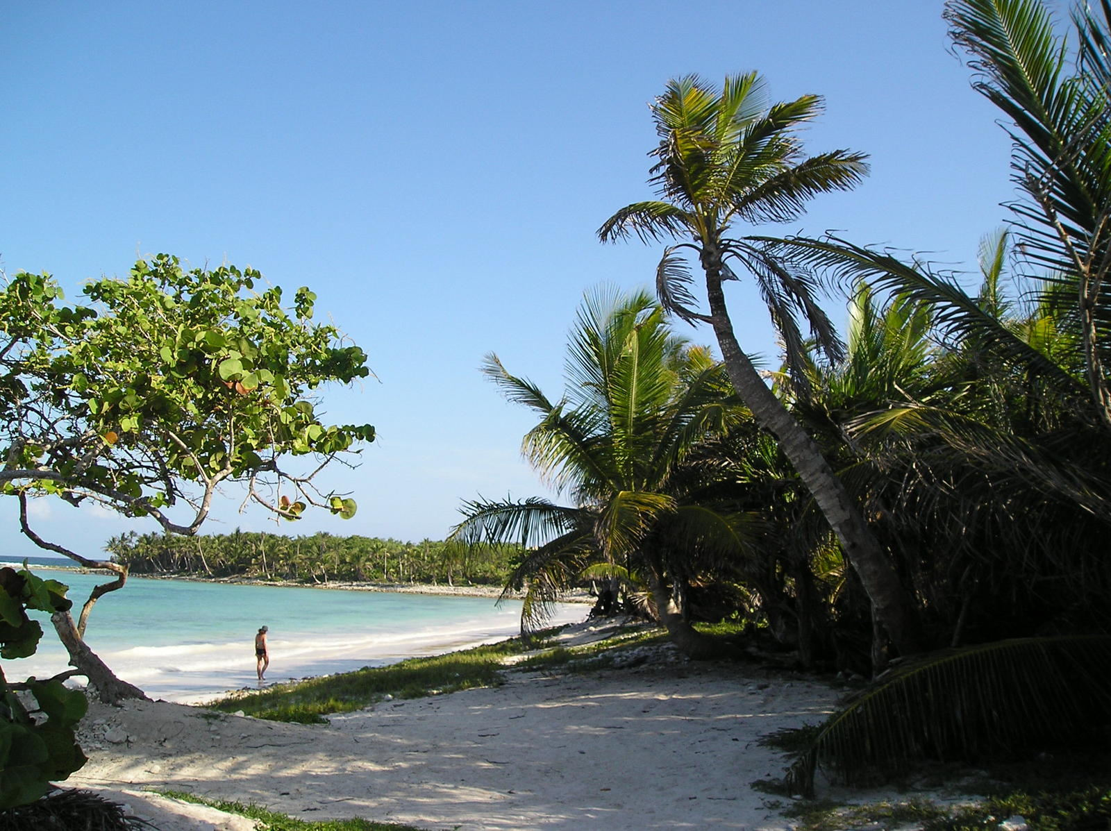 there is a person standing on the beach near some trees