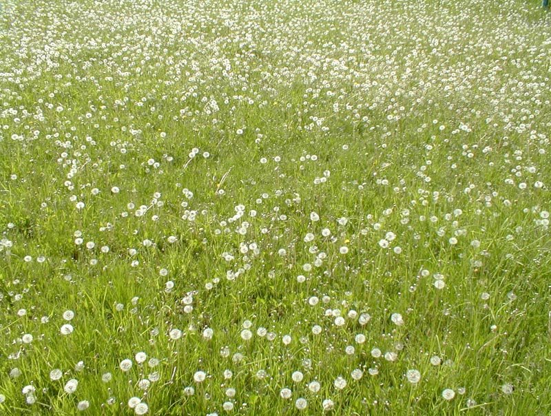 grass covered with white flowers next to a bench