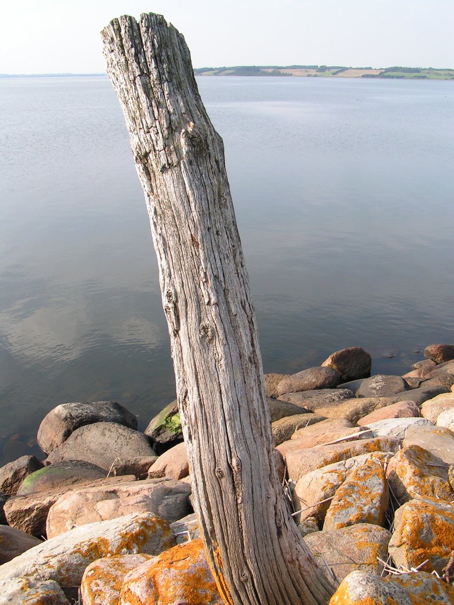 a log on the beach near some water