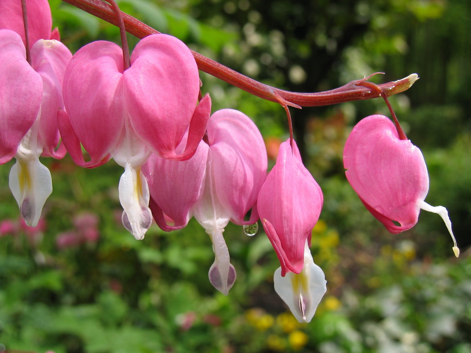 pink flowers with white heart shaped petals hanging from a nch