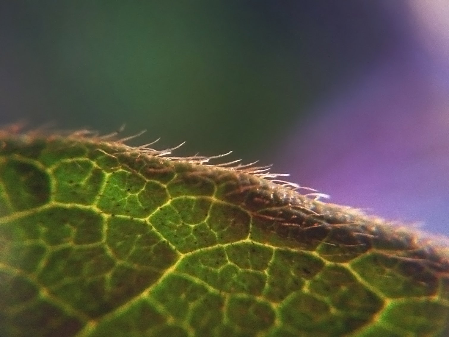 a close up view of some green plants leaves