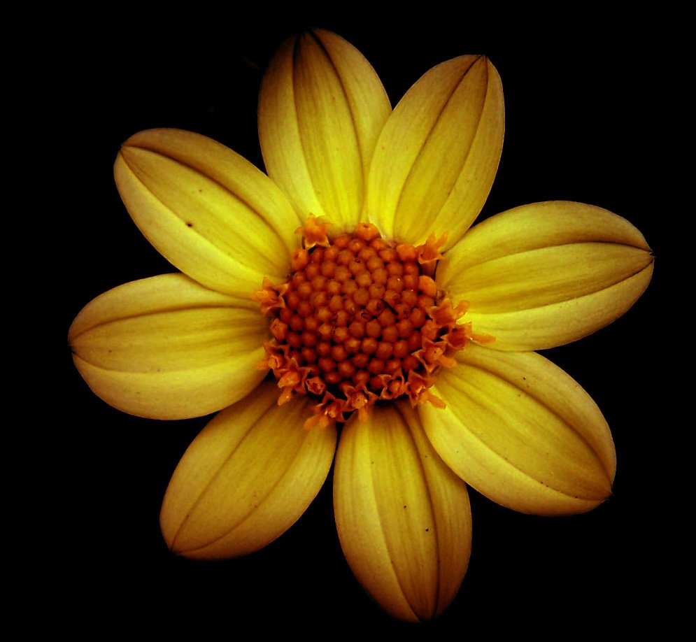 an orange and yellow flower against a black background