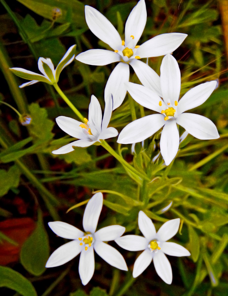 five white flowers blooming and green leaves