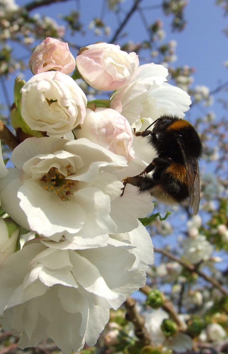 a bum is perched on a white flower nch