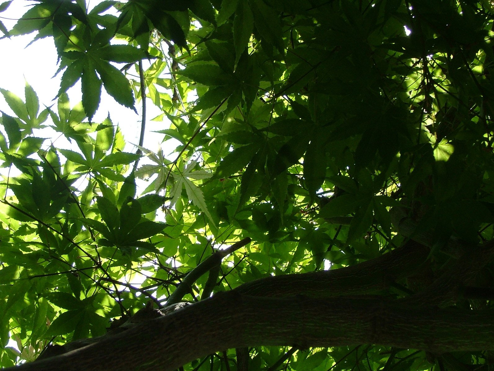 the top part of a leafy tree with sunlight