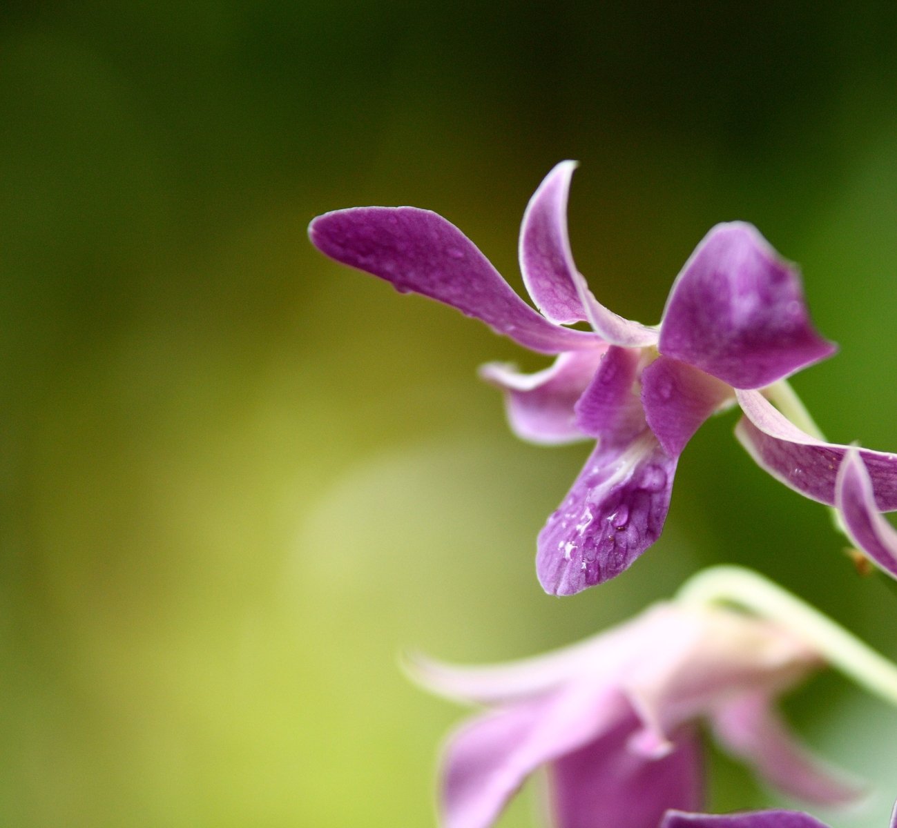 a purple orchid is standing alone in the garden