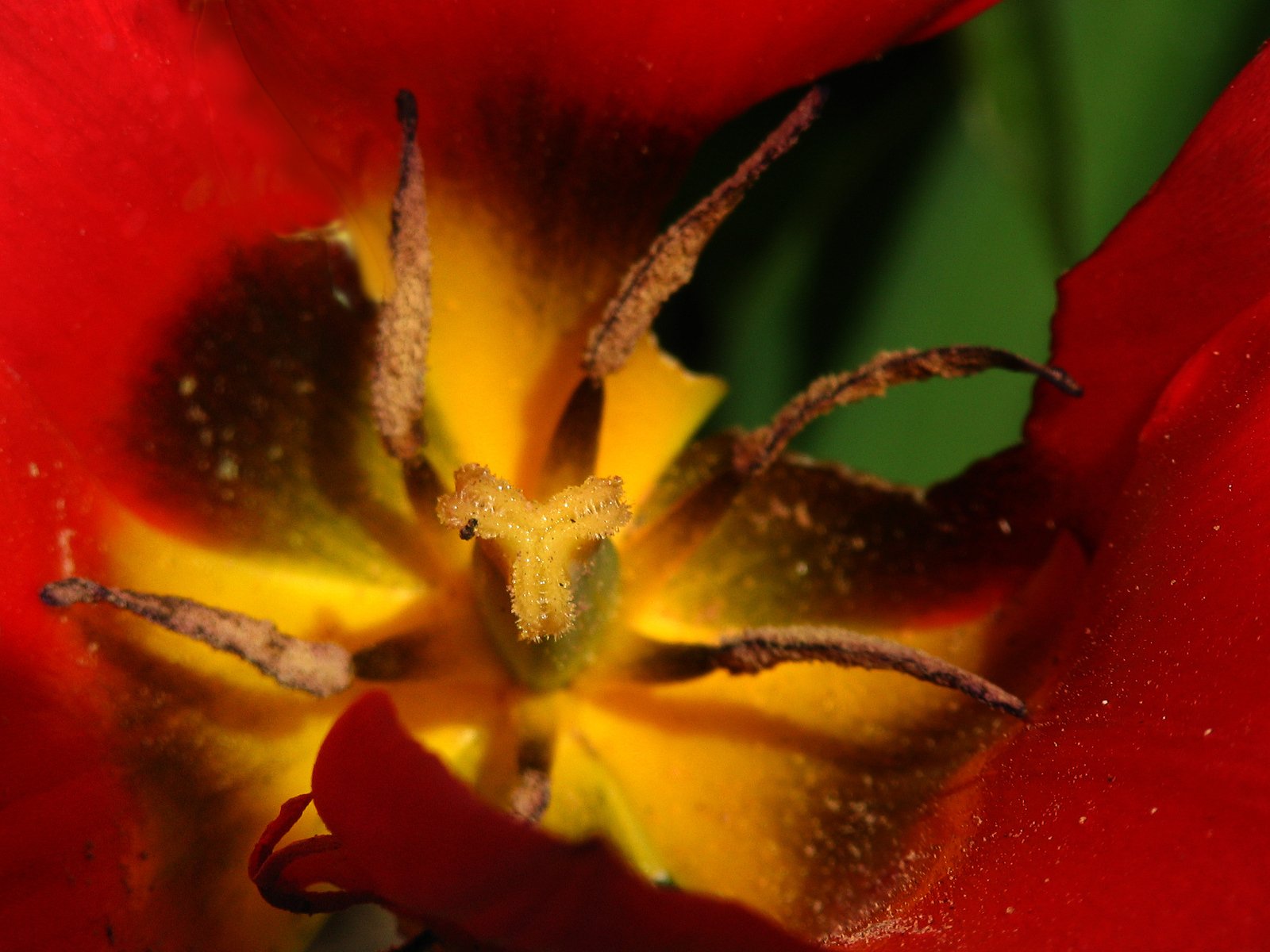 there is a very big red and yellow tulip