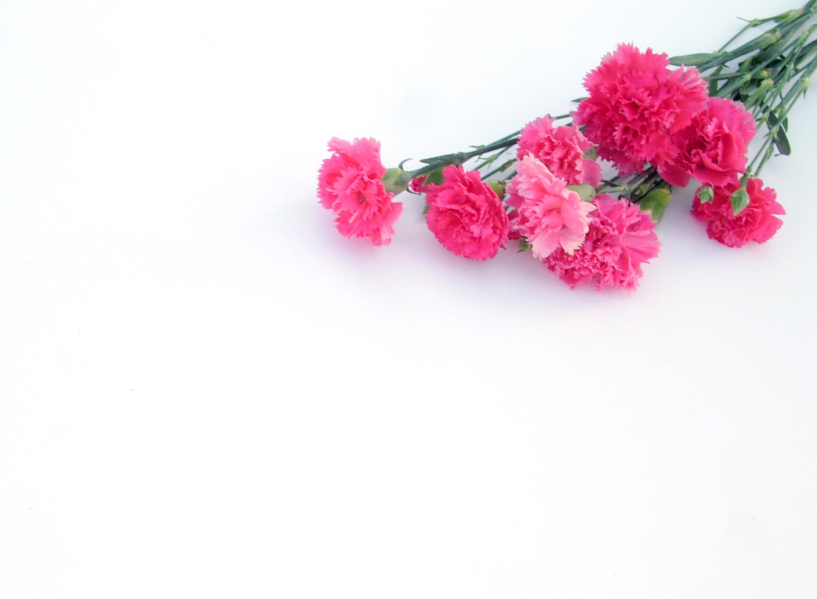 some pink flowers against a white backdrop