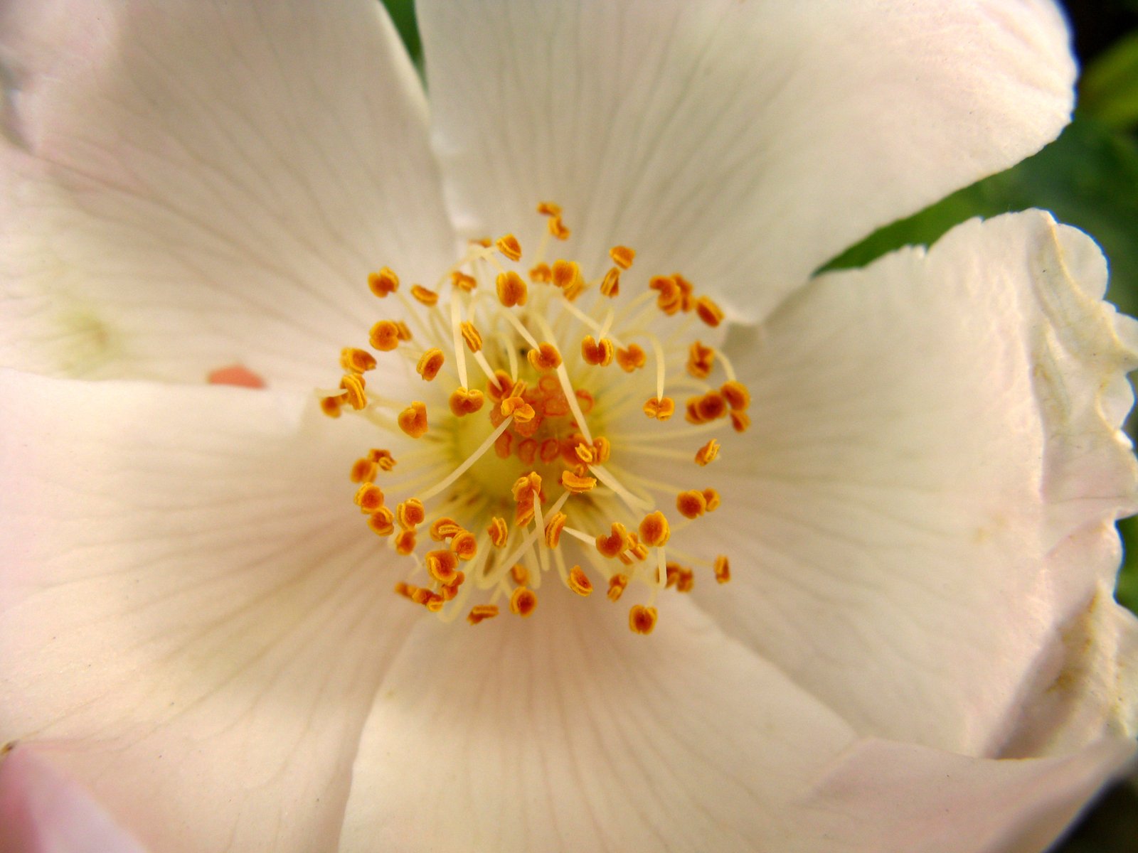 the inside of a white flower with lots of yellow center