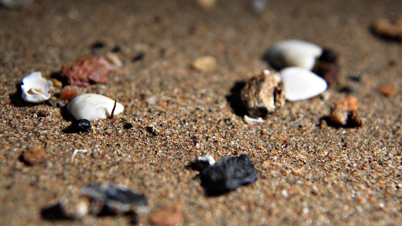 an abstract s of shells scattered on the sand