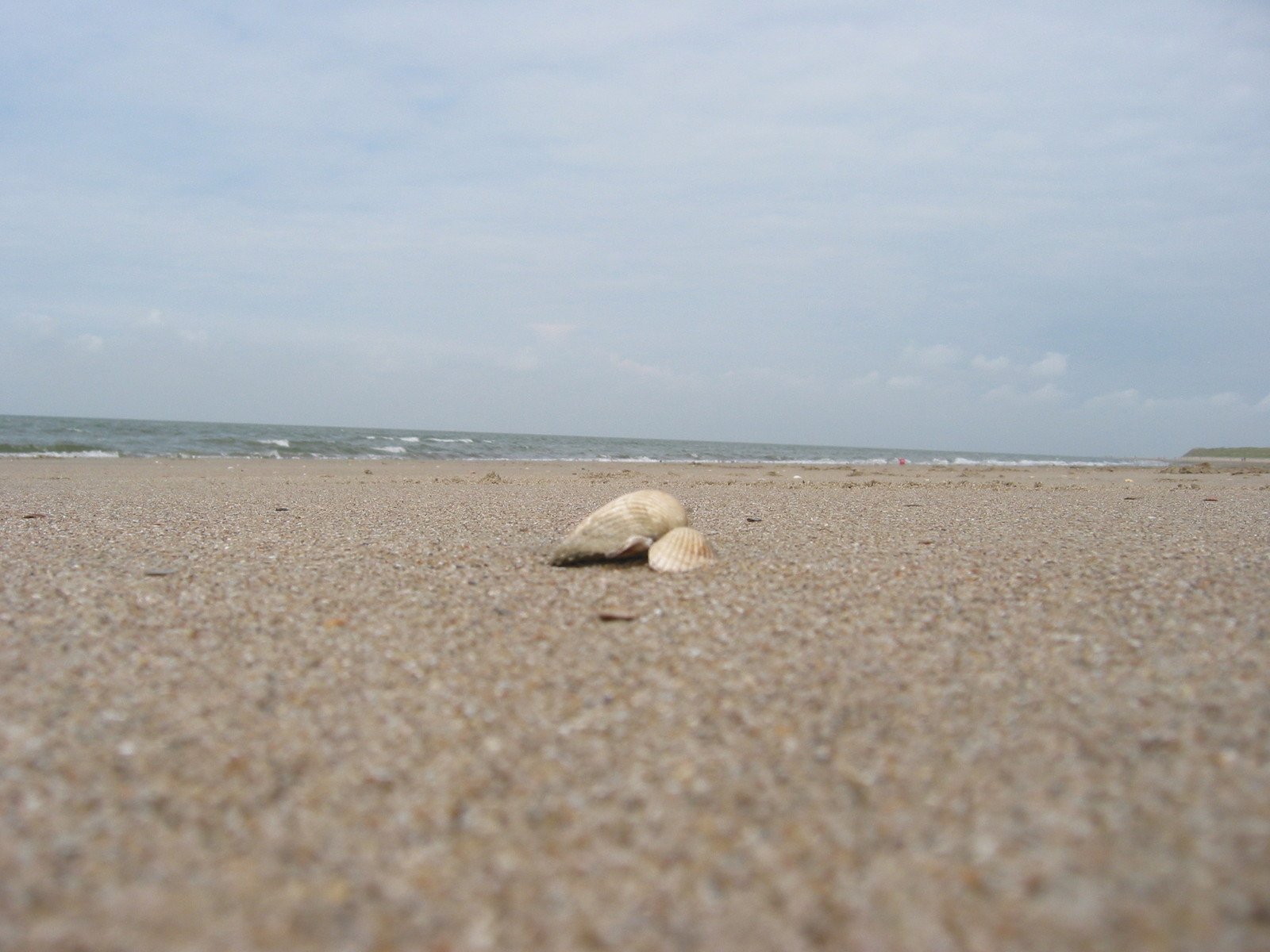 shells left out on the sand of an ocean beach