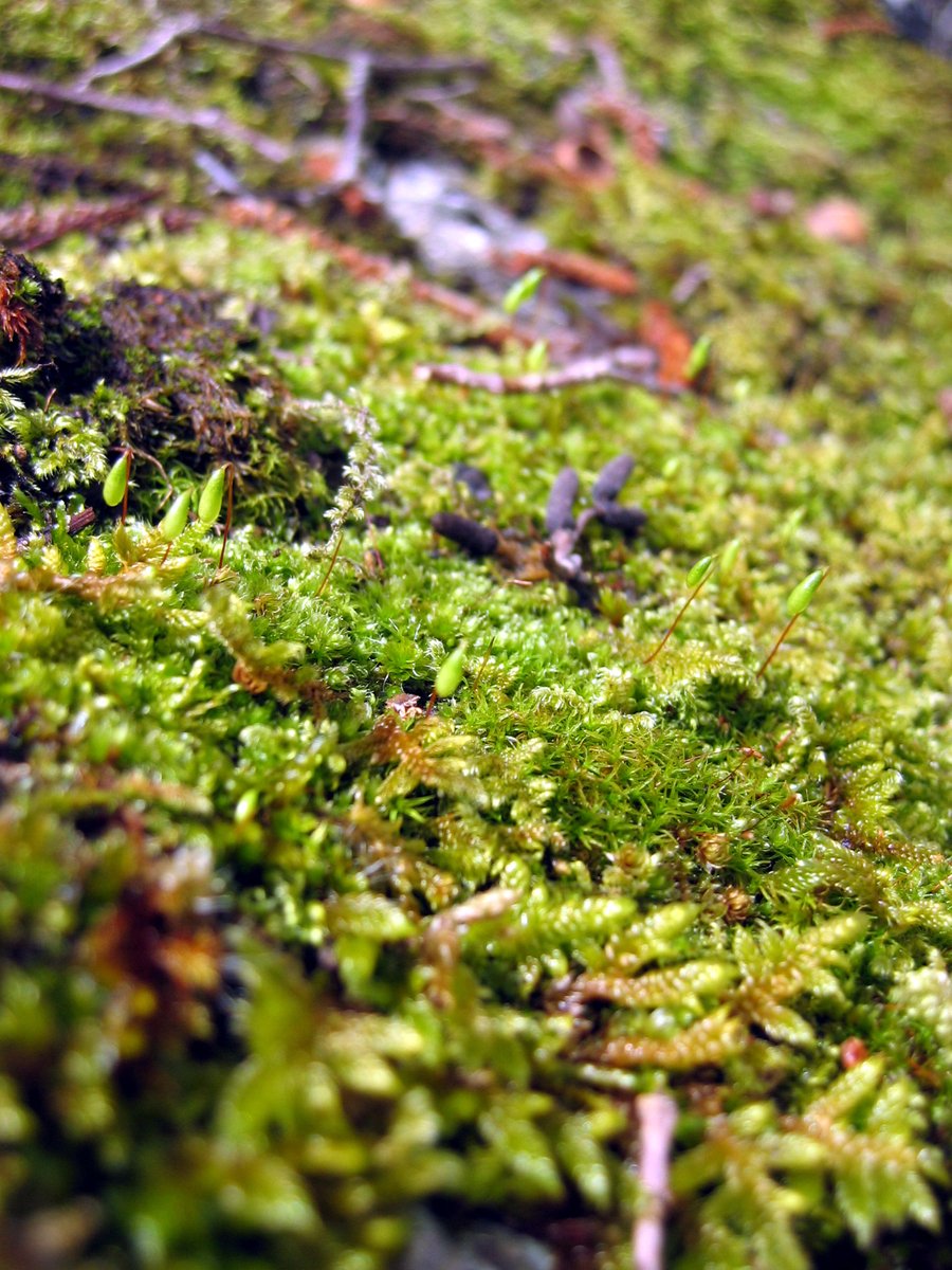 a close up of a mossy surface covered with small leaves