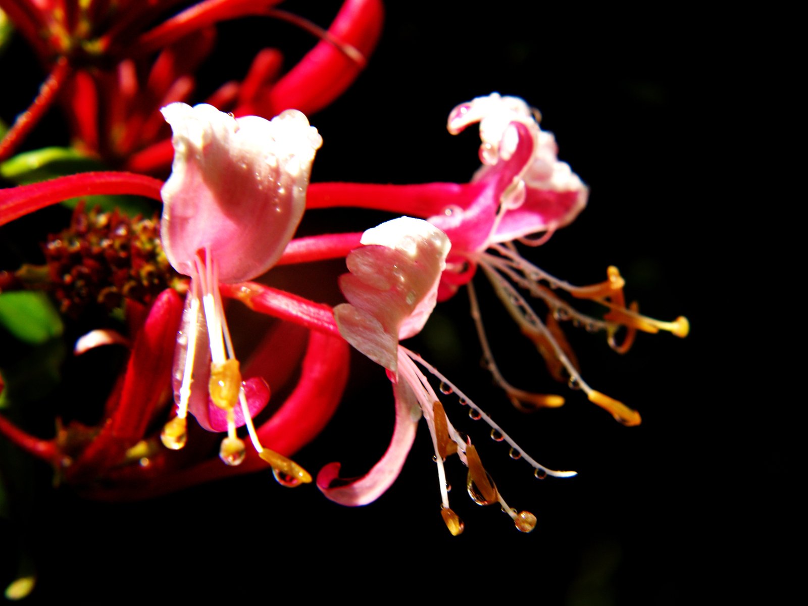 a bunch of flowers that are on a nch