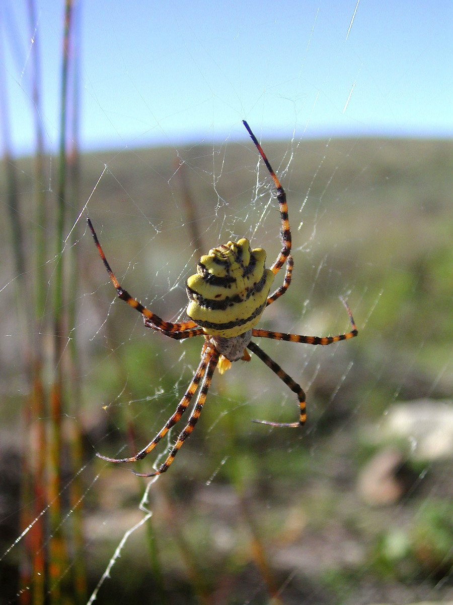 yellow striped spider on web in grassy area